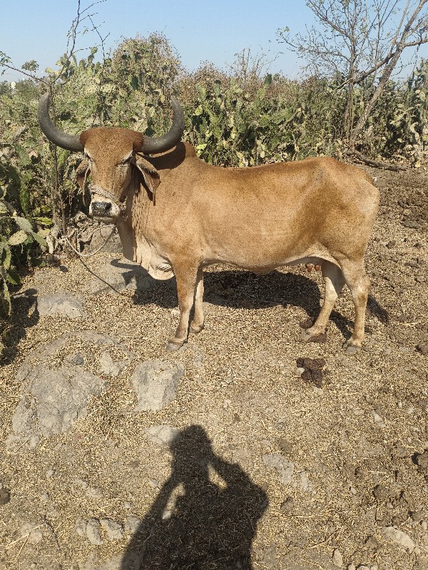 ગાય વેચવાની છે