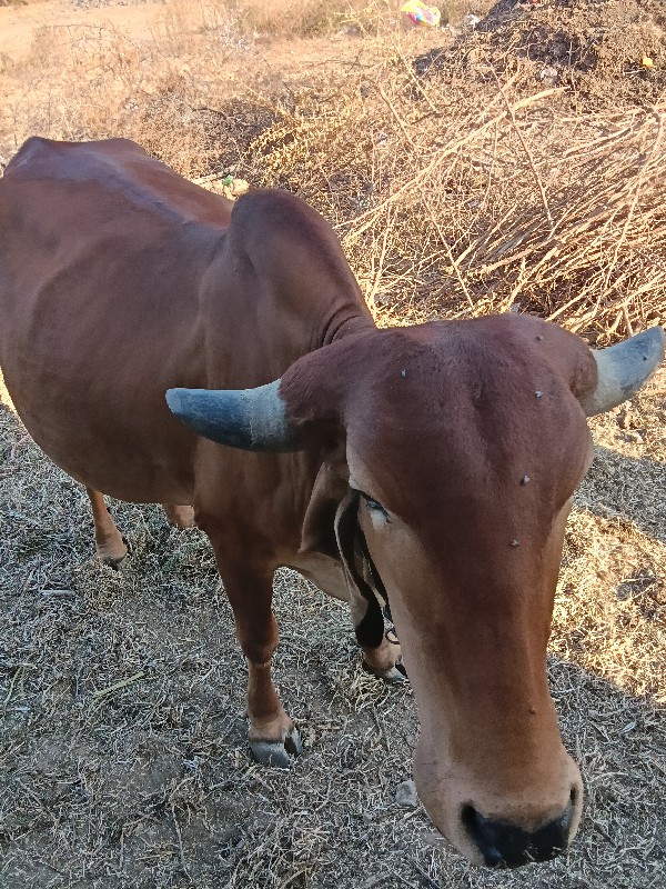 ગીર ઓડકી