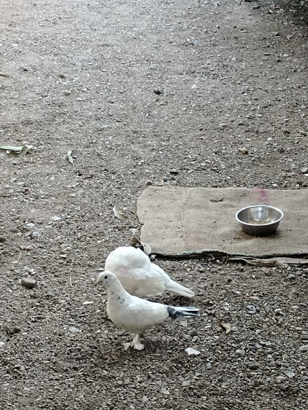 કબુતર ની જોડી દ...