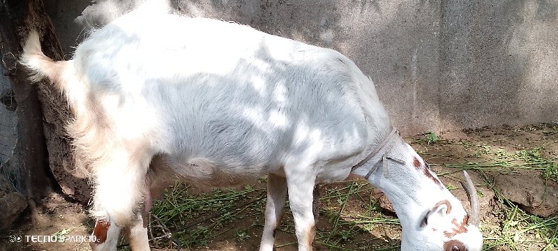 pateri bakri an...