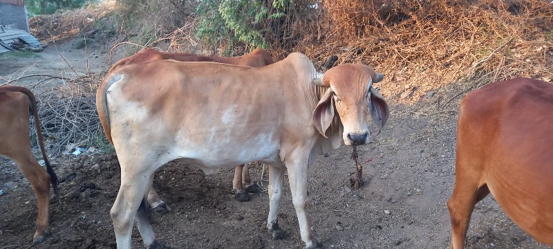 હોડકા વેચવાના છ...