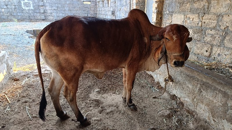 ગીર હોળકી વેશવા...