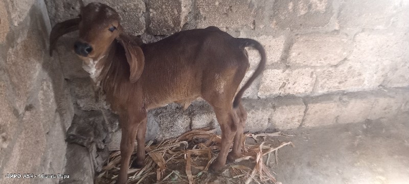 ગીર ગાય