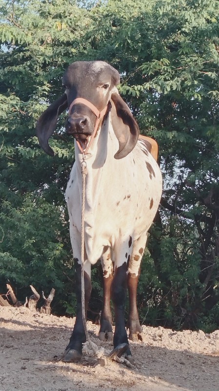 ગીર ઓળકિ વેચવાન...