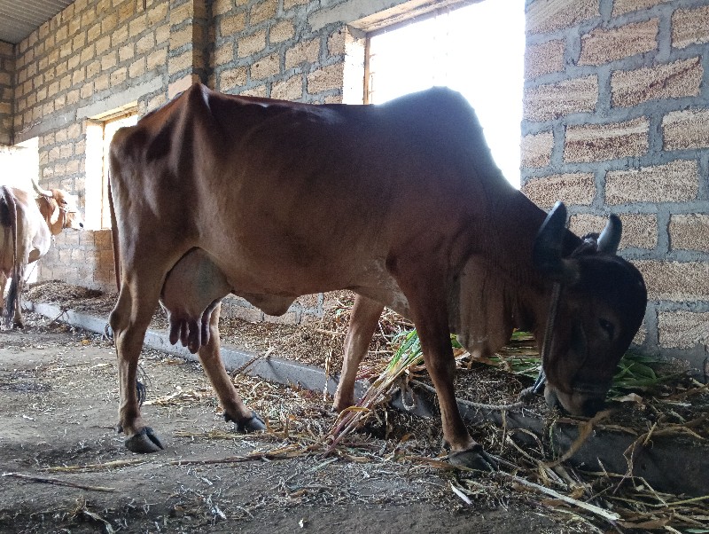 ગાય વેશ વાની સે