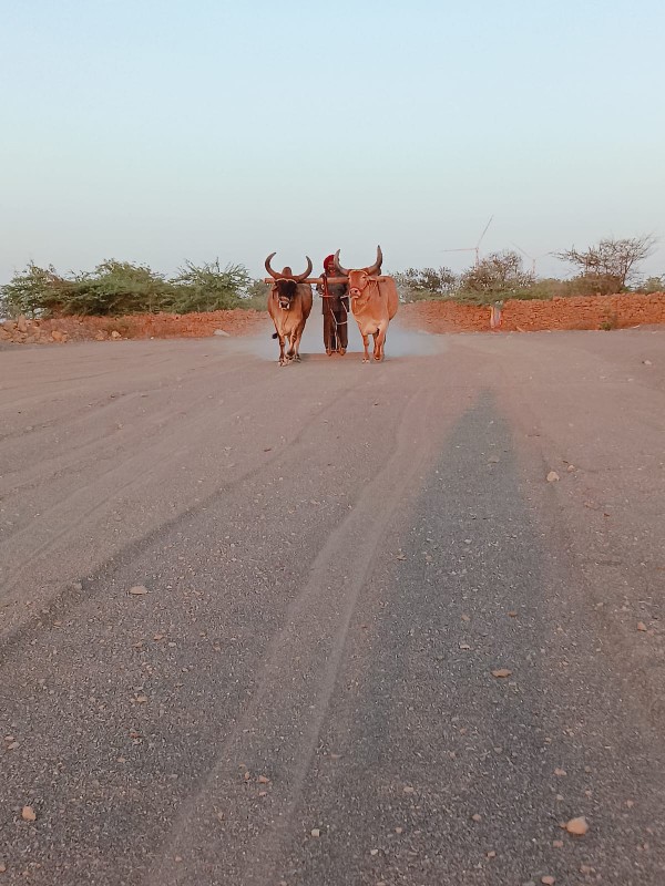 ઘોઘલા બળઘ