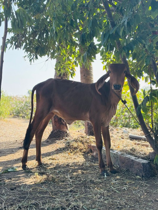 વાછડી વેચવાની છ...