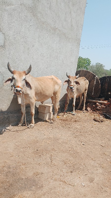 ઘોધલાનુસાટુકરવા...