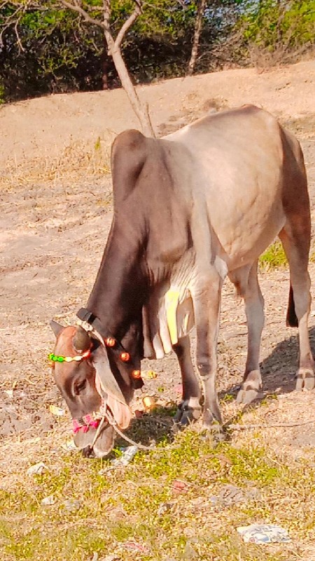 દેવીપુજક લે વેચ