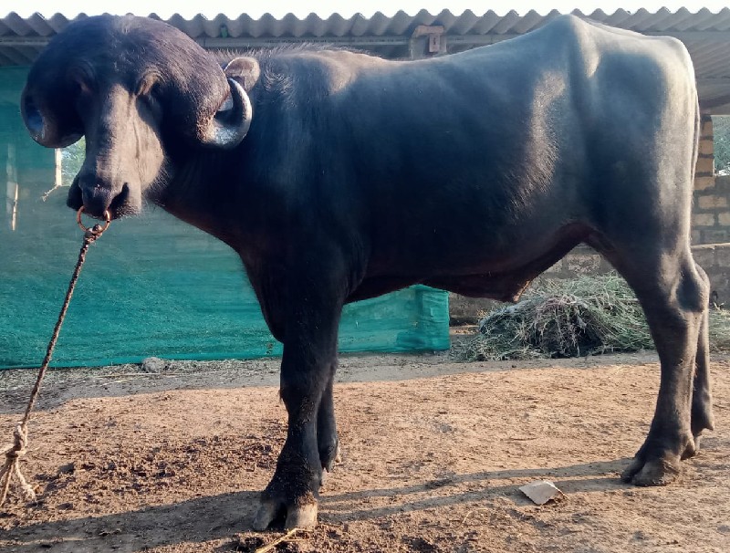પાડો વેસવાનો છે