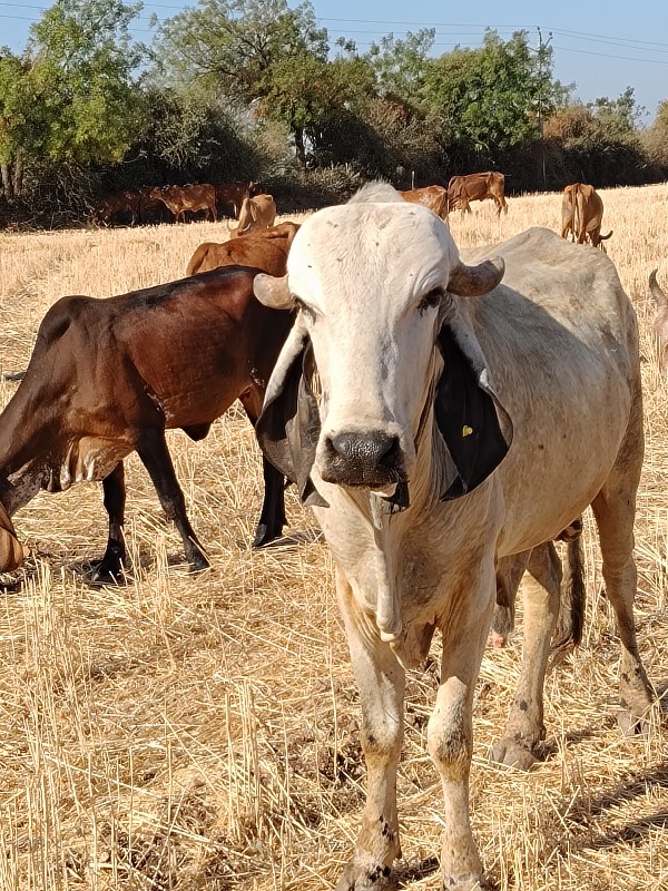 ગીર ખુટ વેચવાનો...