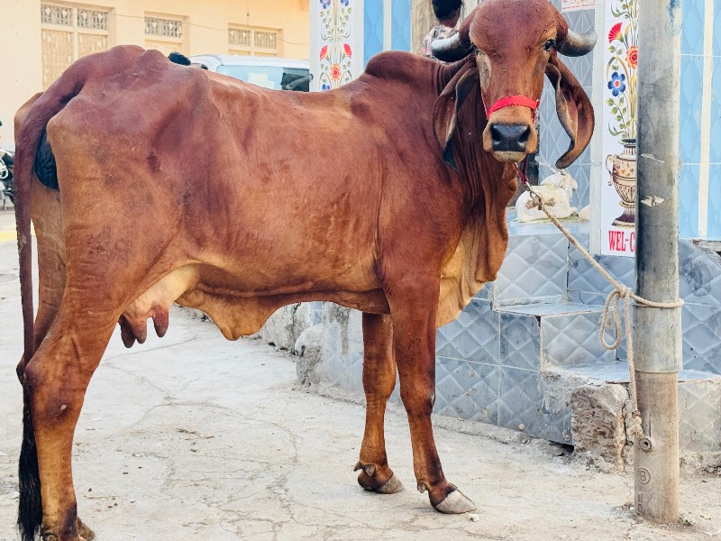 હોડકી વેચવાની છ...