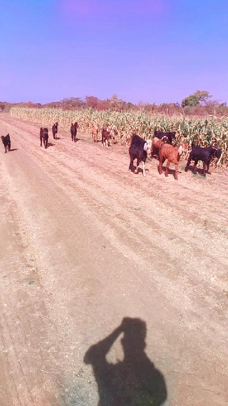 આ બકરા વેચવાના...