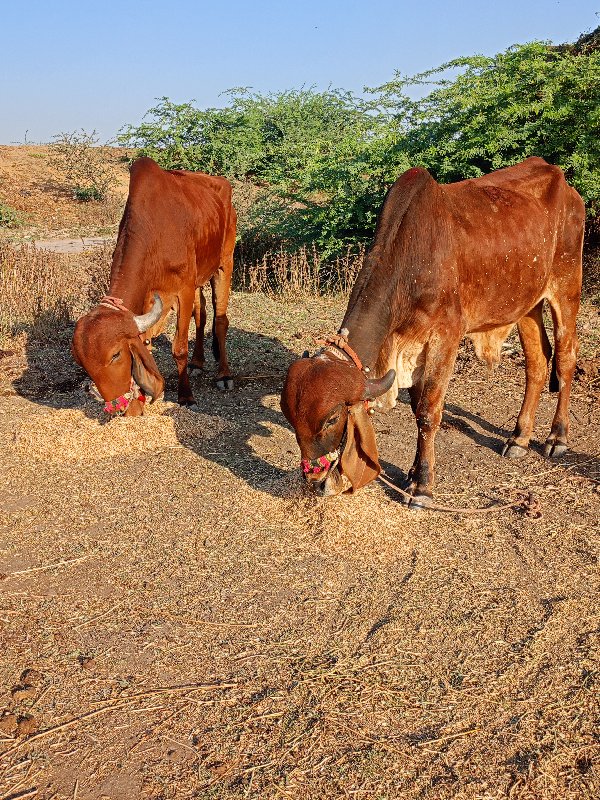 એક વાવણી કરેલ ફ...