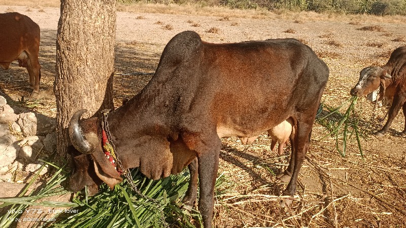 ગાય વેચવાની છે