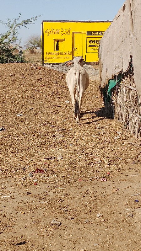 બળદ