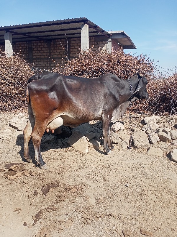 જરસી ગાય વેશ
જર...