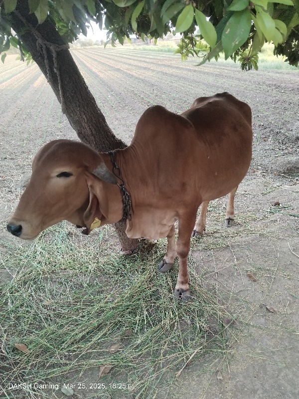 ઓડકિવેચવાનીછે