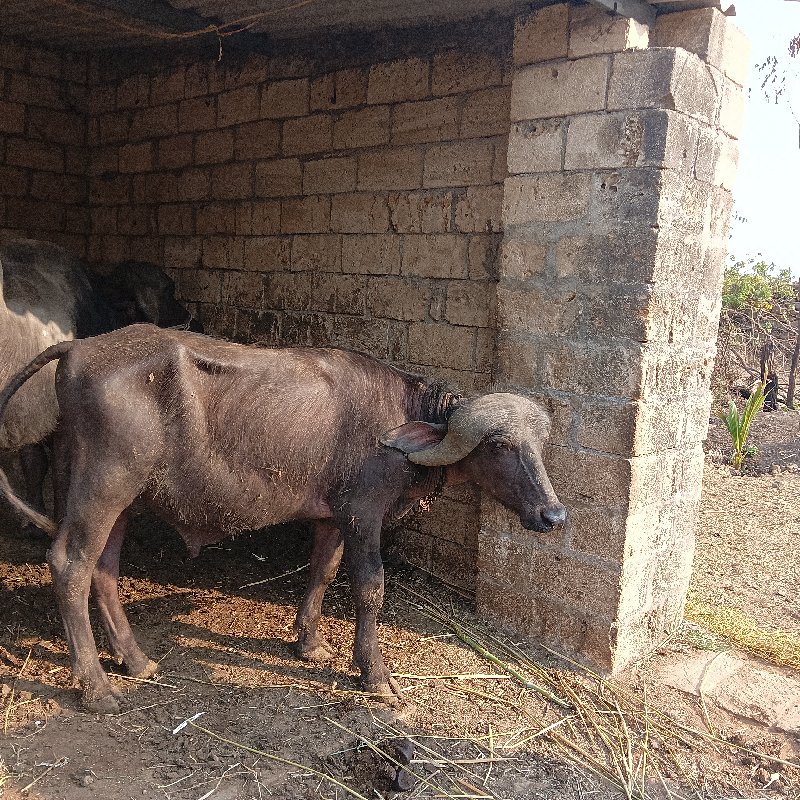 pado