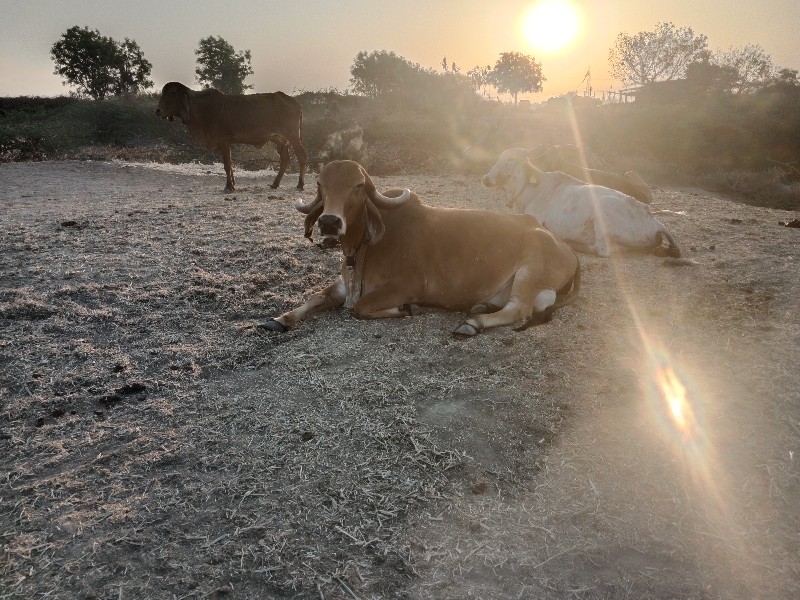 ગીર ગાય વેચવાની...