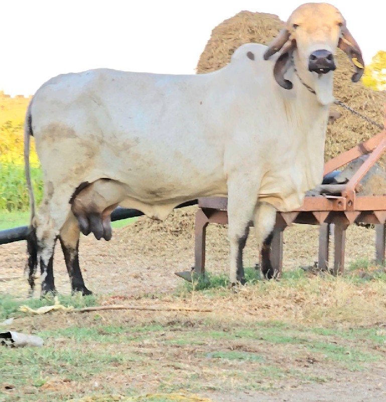 ઓરિજનલ ટોપ ગીર...