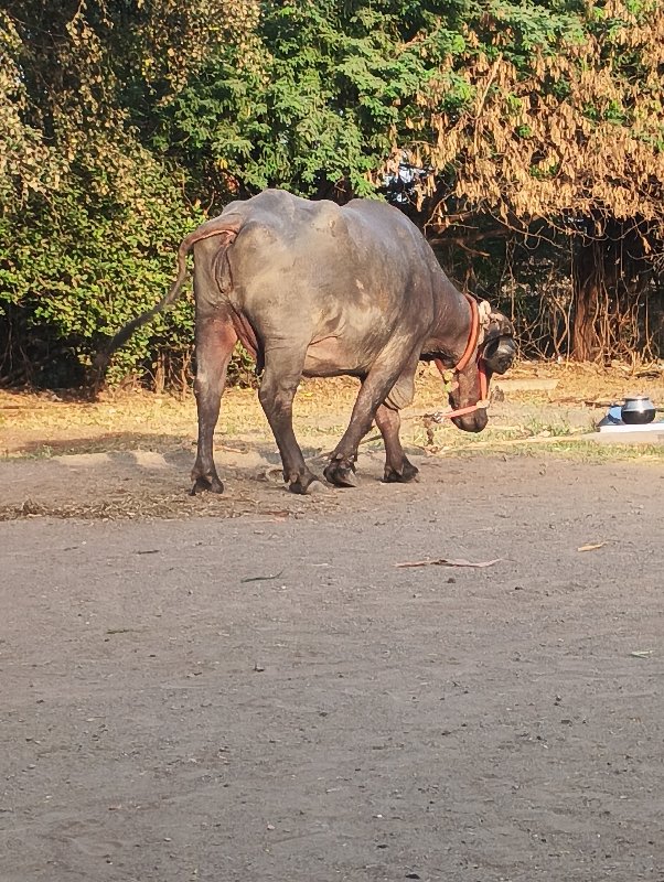 બીજા વેતરની ખડા...