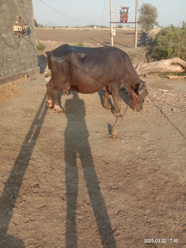 ભેંસ વેચવાની છે