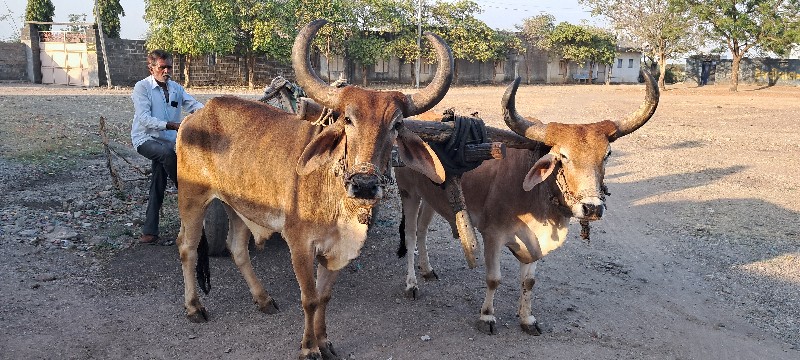 ગોઢલા વેચવાના છ...