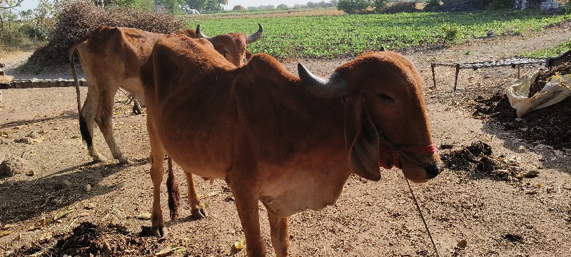 ગોધલા વેચવાના છ...