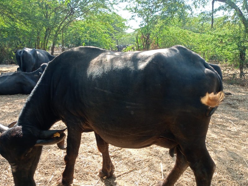 ભેંસ વેચવાની છે