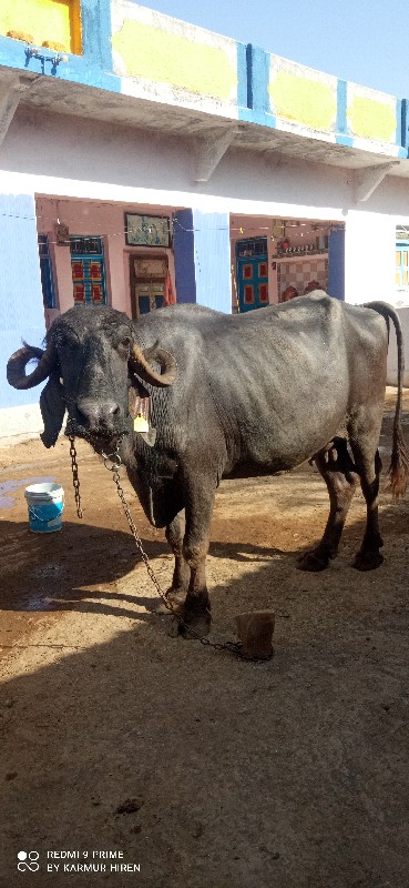 વીકે