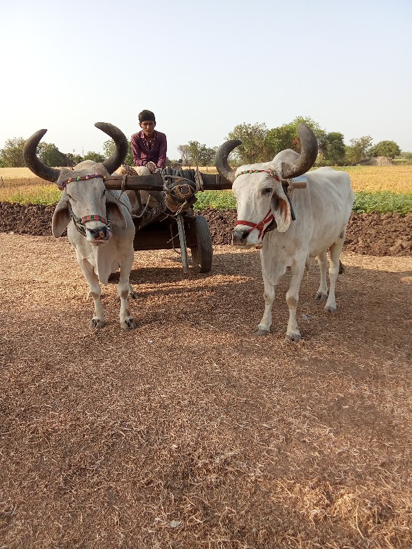 બળદ