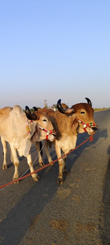 એક બાવની વાઘેલા...