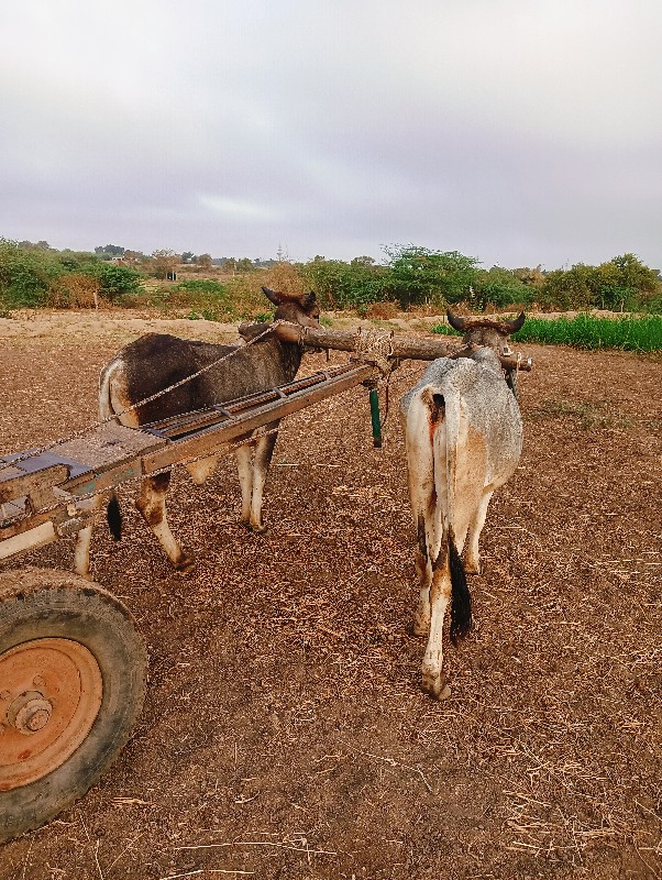 ગોઢલા