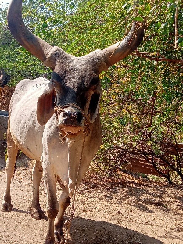 1 બળદ  મો ૯૯૭૪૯...