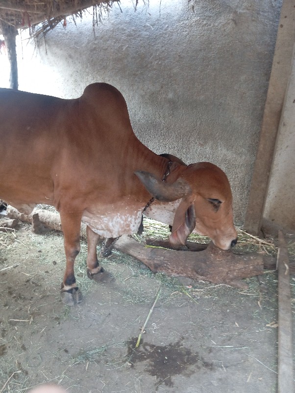 આ ગાય વેચવાની છ...