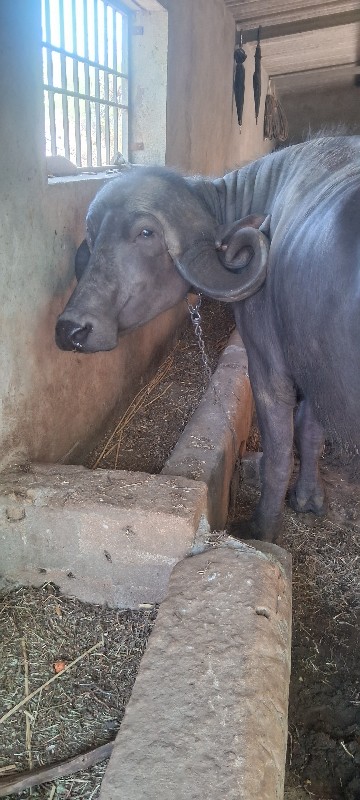 જાફરાબાદી ખડેલી...