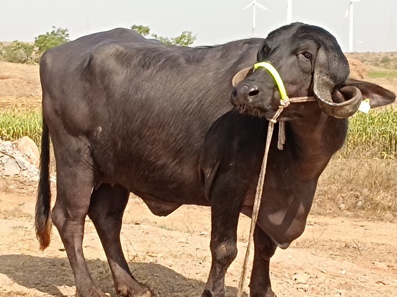 પેલુ વેતર ખડેલી