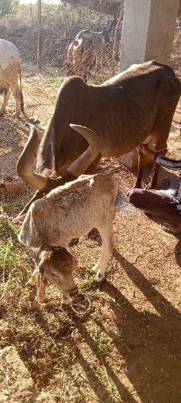 ગાયુ વેચવાનીછે