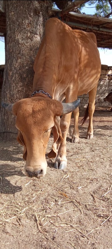 ગીર ગાઈ વેશવાની...