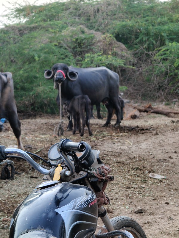 ૨ ભેસ તાજી વિયા...