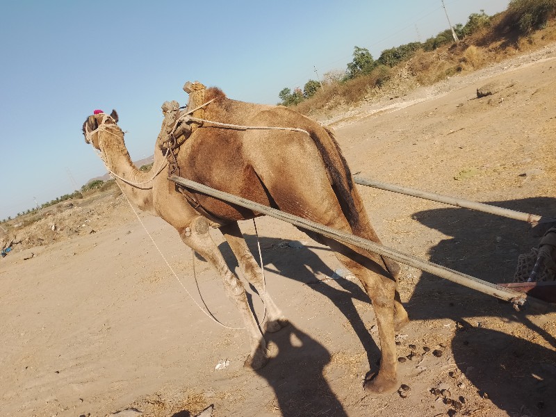 શાઢીયો વેચવા નો...