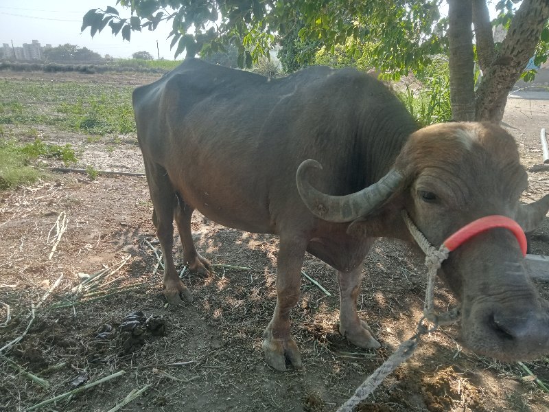 ભેંસ વેચવાની છે