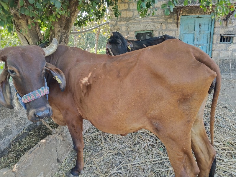 ગાય વેચવા ની છે