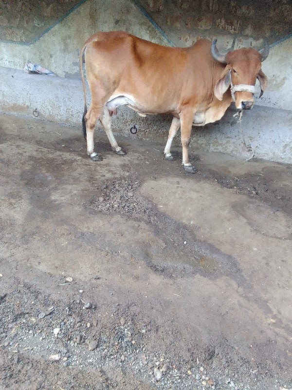 2,ઞાય વેશવાની છ...
