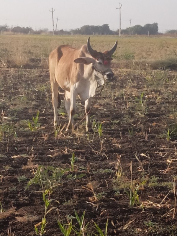 વેચવાના છે