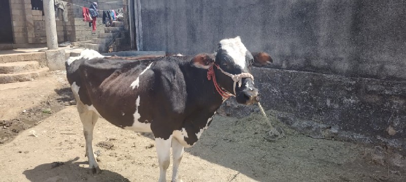 ગાય 🐄