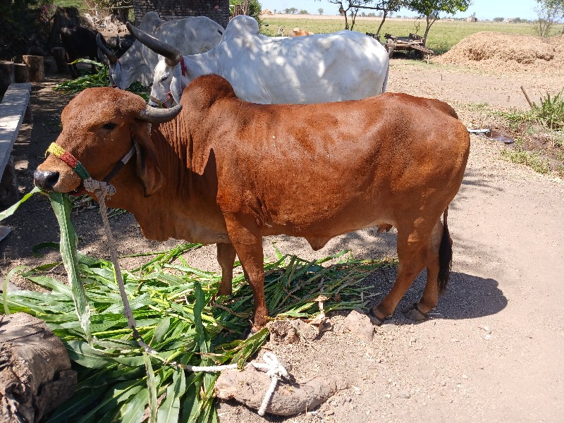 ગાય વેચવાની