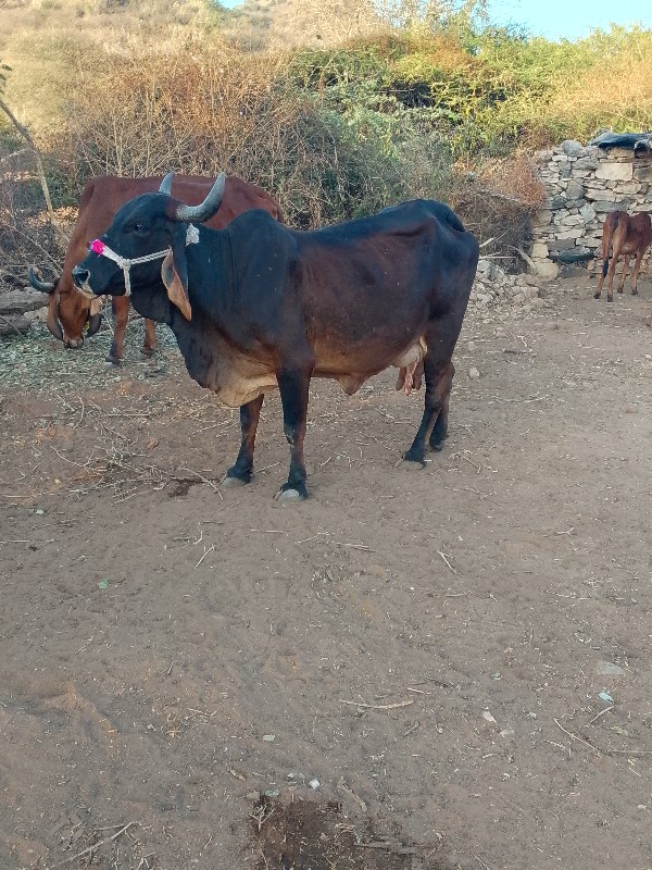 ગાય