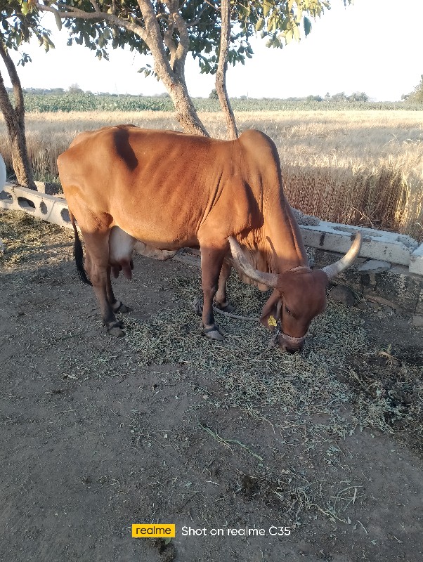 ગાય વેચવાની છે